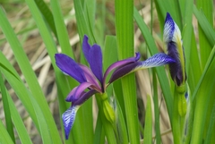 Iris graminea