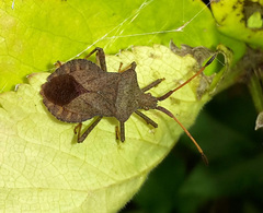 Coreus marginatus