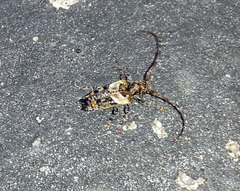 Pogonocherus hispidus