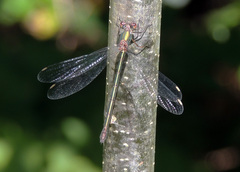 Chalcolestes viridis