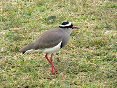 Vanellus coronatus