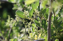 Searsia laevigata