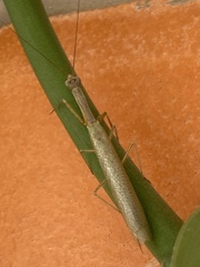 Orthoderella