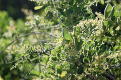 Searsia laevigata