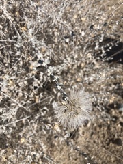 Brickellia incana