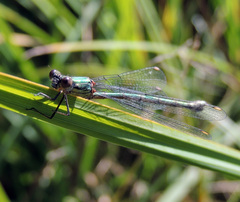 Chalcolestes viridis
