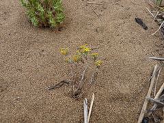 Eriophyllum multicaule