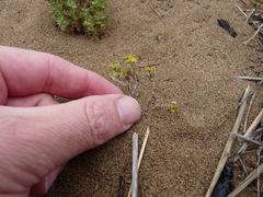 Eriophyllum multicaule