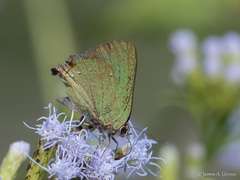 Cyanophrys miserabilis