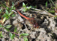 Sympetrum striolatum