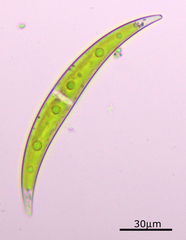 Closterium dianae