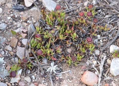 Lampranthus diutinus