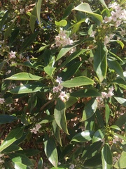 Myoporum