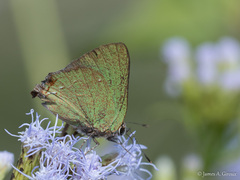 Cyanophrys miserabilis
