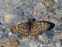 Chlosyne definita