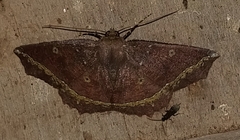 Synnomos firmamentaria