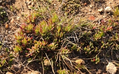 Lampranthus diutinus