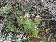 Castilleja exserta latifolia