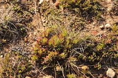 Lampranthus diutinus