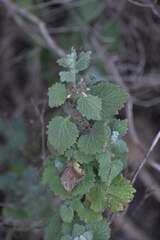 Pseudodictamnus africanus