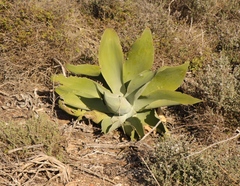 Agave attenuata