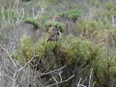 Artemisiospiza belli