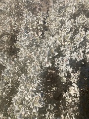 Atriplex hymenelytra