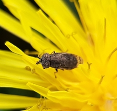 Orthonevra nitida