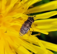 Orthonevra nitida