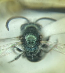 Lasioglossum incompletum