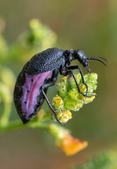 Pseudomeloe magellanicus