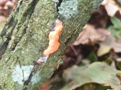 Dictydiaethalium plumbeum