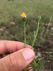 Adenophyllum wrightii