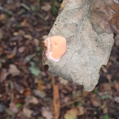 Dictydiaethalium plumbeum