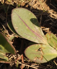 Senecio ruwenzoriensis