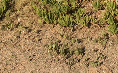 Senecio ruwenzoriensis