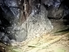 Chalcorana chalconota