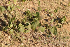 Senecio ruwenzoriensis