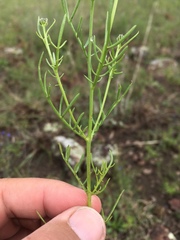 Adenophyllum wrightii