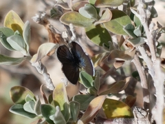 Brephidium exilis exilis