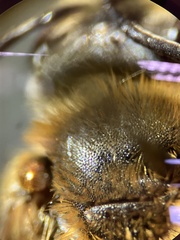 Andrena macra