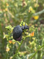 Pseudomeloe magellanicus