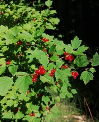 Ribes rubrum