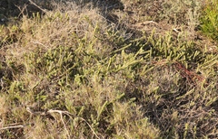 Struthiola argentea