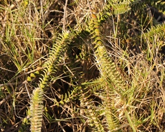 Struthiola argentea