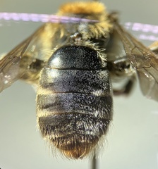 Andrena macra