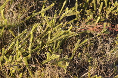 Struthiola argentea
