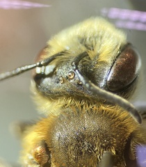 Andrena macra