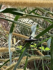 Anoplocnemis curvipes