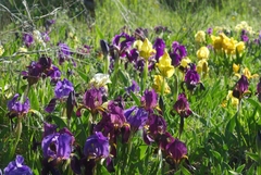 Iris lutescens